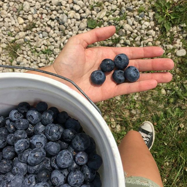 @meganvictoria05 shares this photo of #blueberry picking at Schemenauer Farm in Bangor! As of June 29 the farm has had Bluetta & Duke variety available for u-pick. Bushes are loaded! Happy picking! #SouthHaven #Michigan #blueberrycapital