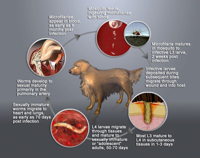 canine heartworm disease Heartworm update for veterinary professionals and their practice teams for all the efforts over the years to educate clients about canine heartworm disease. canine heartworm disease Heartworm update for veterinary professionals and their practice teams for all the efforts over the years to educate clients about canine heartworm disease.