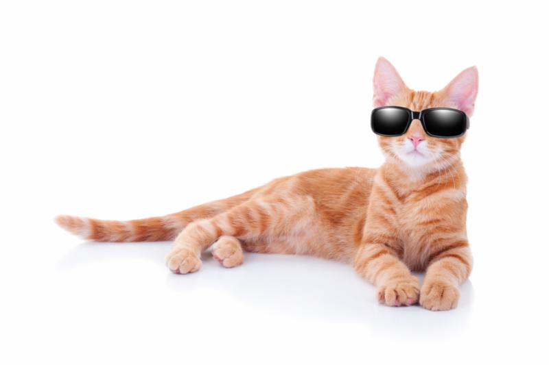sunglasses_cat.jpg