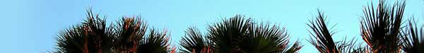 treetop-banner.jpg