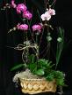 orchiddd