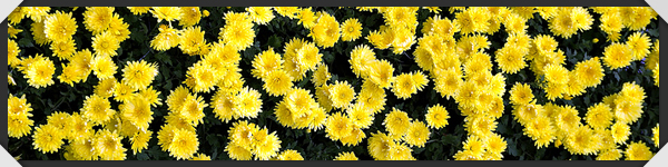 framed_flowers.jpg