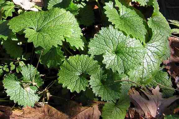 Garlic Mustard in Spring