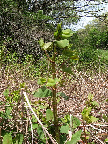 Japanese Knotweed