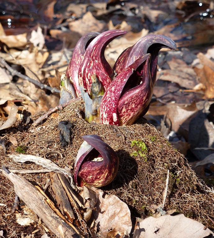 Skunk Cabbage