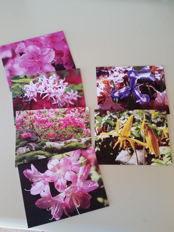Lee Garden Photo Cards