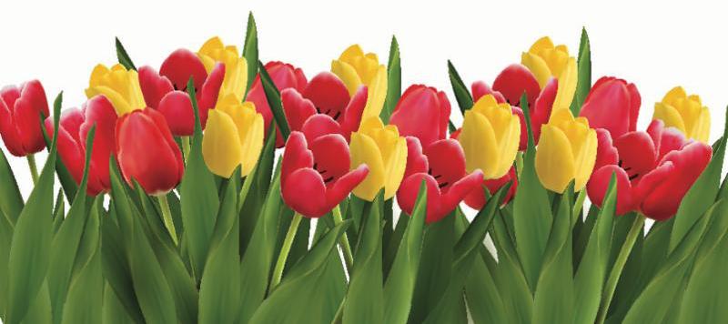 tulip border cropped