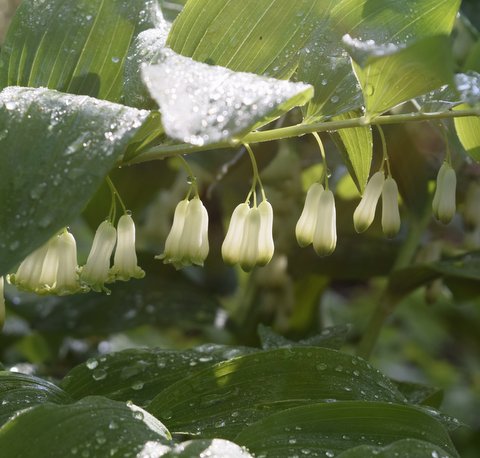 Solomon Seal Stephanie Hutter