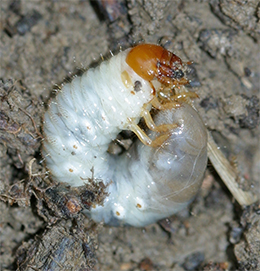 White grub