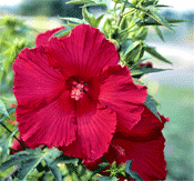 Hibiscus Lord Baltimore