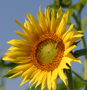 Sunflower orients to the sun
