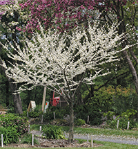 The white blooming redbud has pure white blossoms.