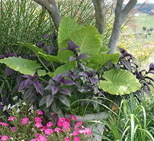 This container of tropicals can be overwintered in a frost-free garage.