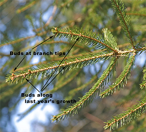 Spruce buds