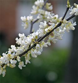 The white blooming redbud