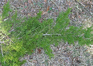 Juniper fall into the random branching group.