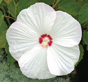 Hibiscus Chablis