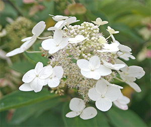 Beautiful bloom of Hydrangea paniculata