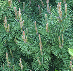 "Candles" on Mugo Pine in April