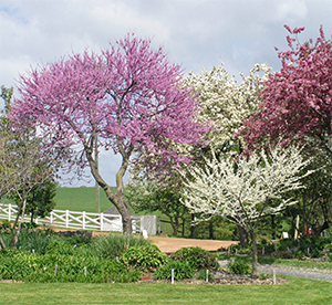 Eastern Redbuds are spectacular in the spring.