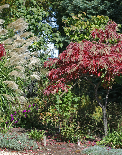 Fall garden colorful sourwood