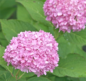 Hydrangea macrophylla