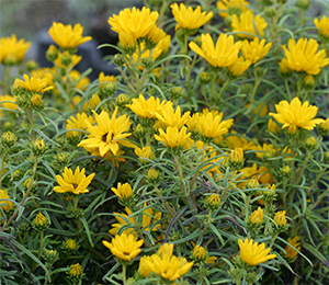 Helianthus 'Low Down'