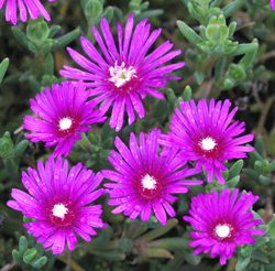 Delosperma cooperi
