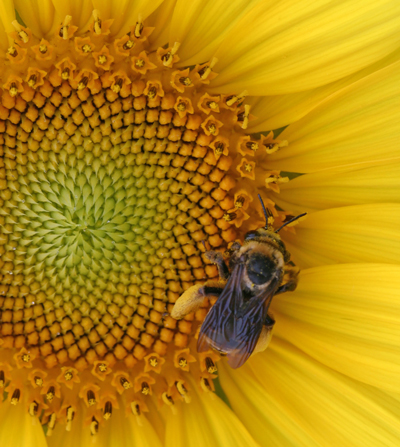 A honey bee collects nectar and pollen from a sunflower
