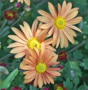 Chrysanthemum 'Viette's Apricot Glow' is a super hardy fall 