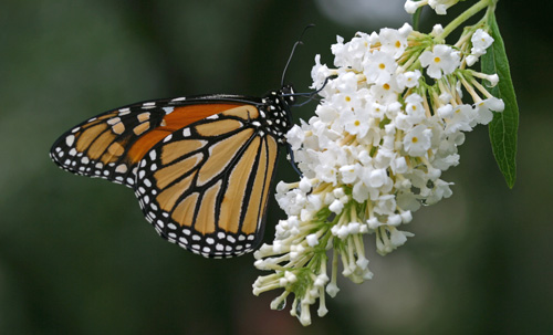 Buddliea White Profusion Monarch butterfly