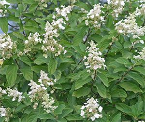 Hydrangea paniculata 'Tardiva'