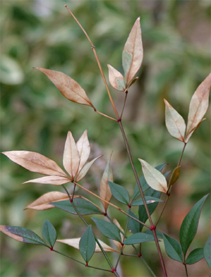 Winter burn on Nandina foliage
