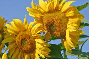 Large Sunflowers