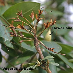 A spent flower on rhododendron