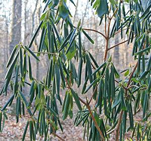 Rhododendron leaves curl up as the temperatures drop.