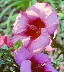 Hibiscus Lady Baltimore