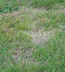 Lawn with grub damage