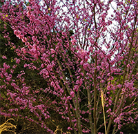 The native eastern redbud, Cercis canadensis.