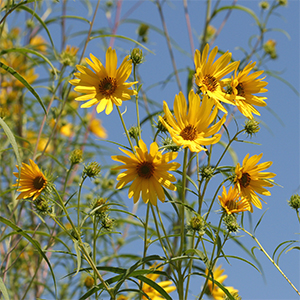 Hellianthus salicifolius produces masses of vibrant yellow blooms.