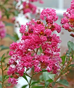 Crape Myrtle Sioux