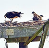 2016 Osprey Cam Chicks