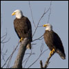 Bald eagles at Blackwater NWR