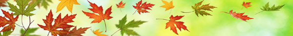 Fall