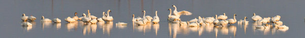 Tundra Swans