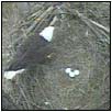 Three eggs on 2014 Eagle Cam