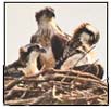 2015 Osprey Cam chicks