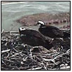 Osprey Cam Nest
