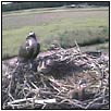 Osprey Cam