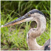 Great blue heron